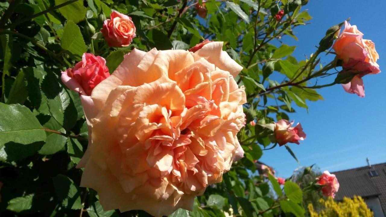 ****Fewo "Alltag...Ade'" Dippoldiswalde Bagian luar foto